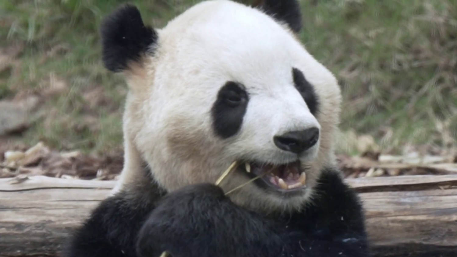 Exclusive look at Chinese pandas preparing for trip to America