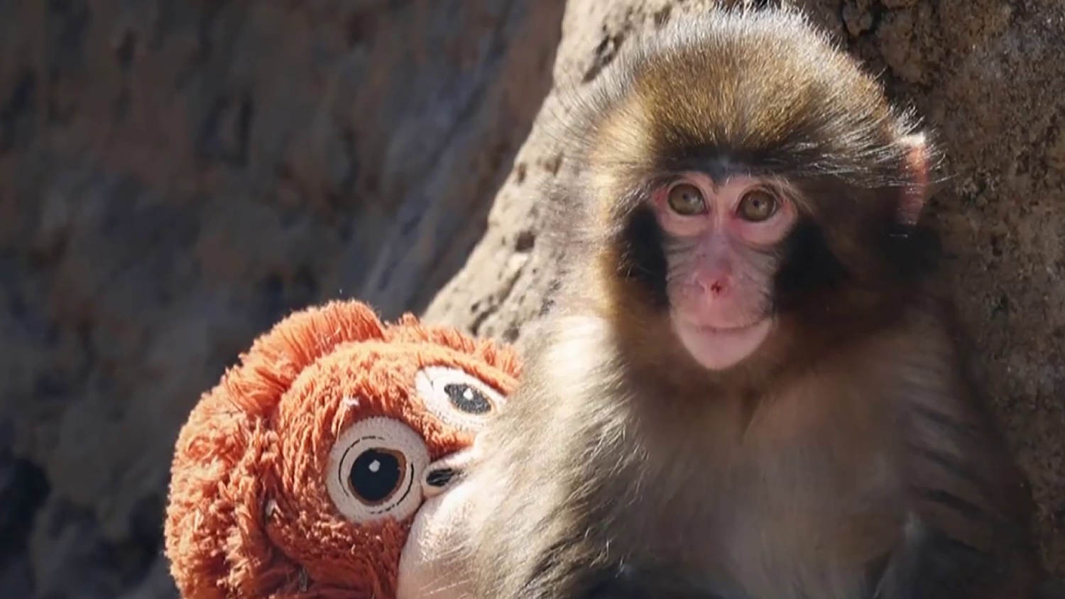 2 men detained after break-in at enclosure of 'Punch' the monkey