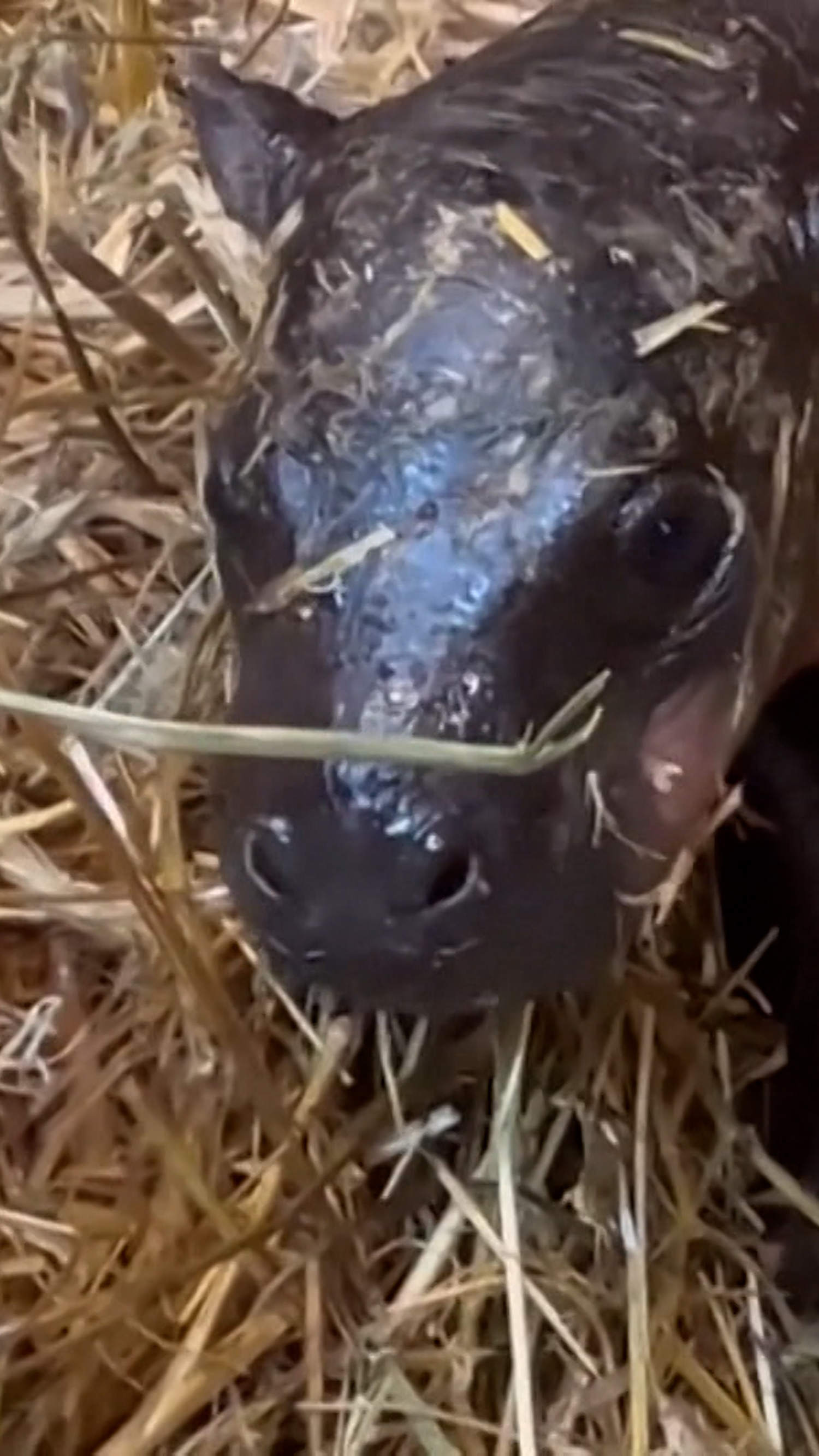 Pygmy hippo born at Berlin zoo