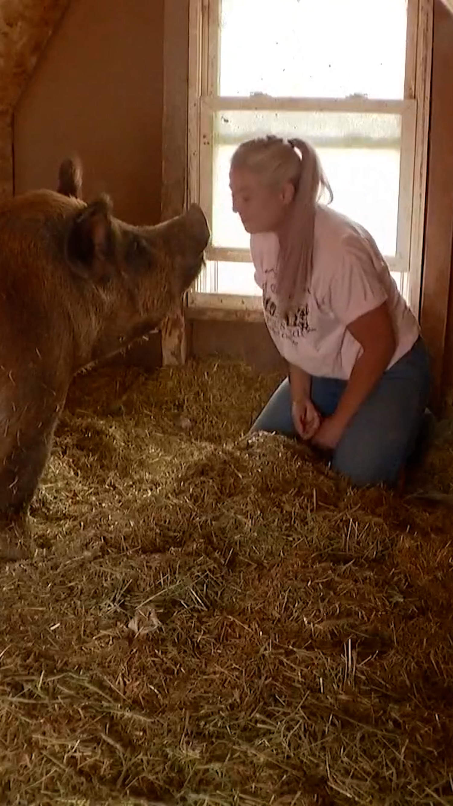 Runaway hog finds new home at animal sanctuary