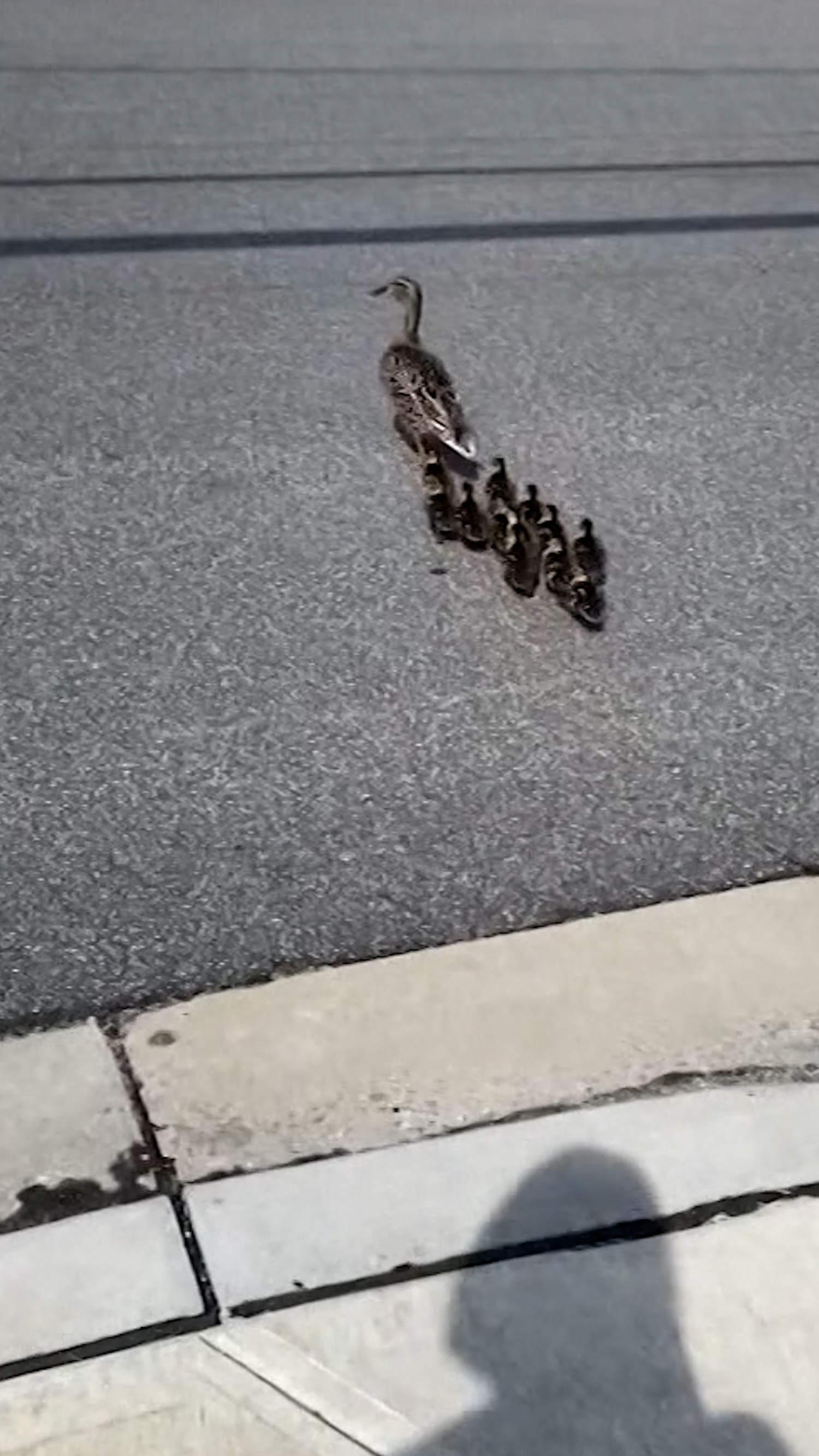 Family of ducks makes 14th annual visit to same school