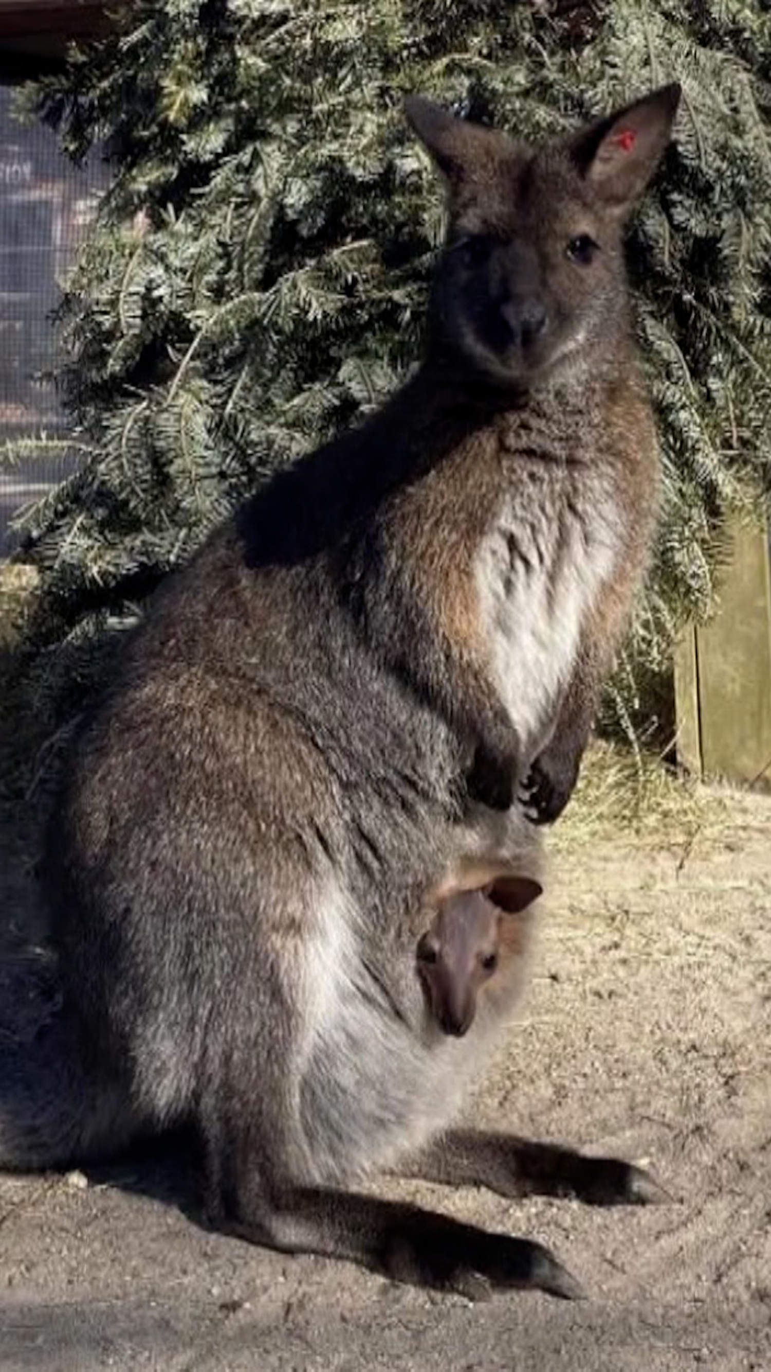 Baby wallaby found safe after escaping from New Jersey zoo