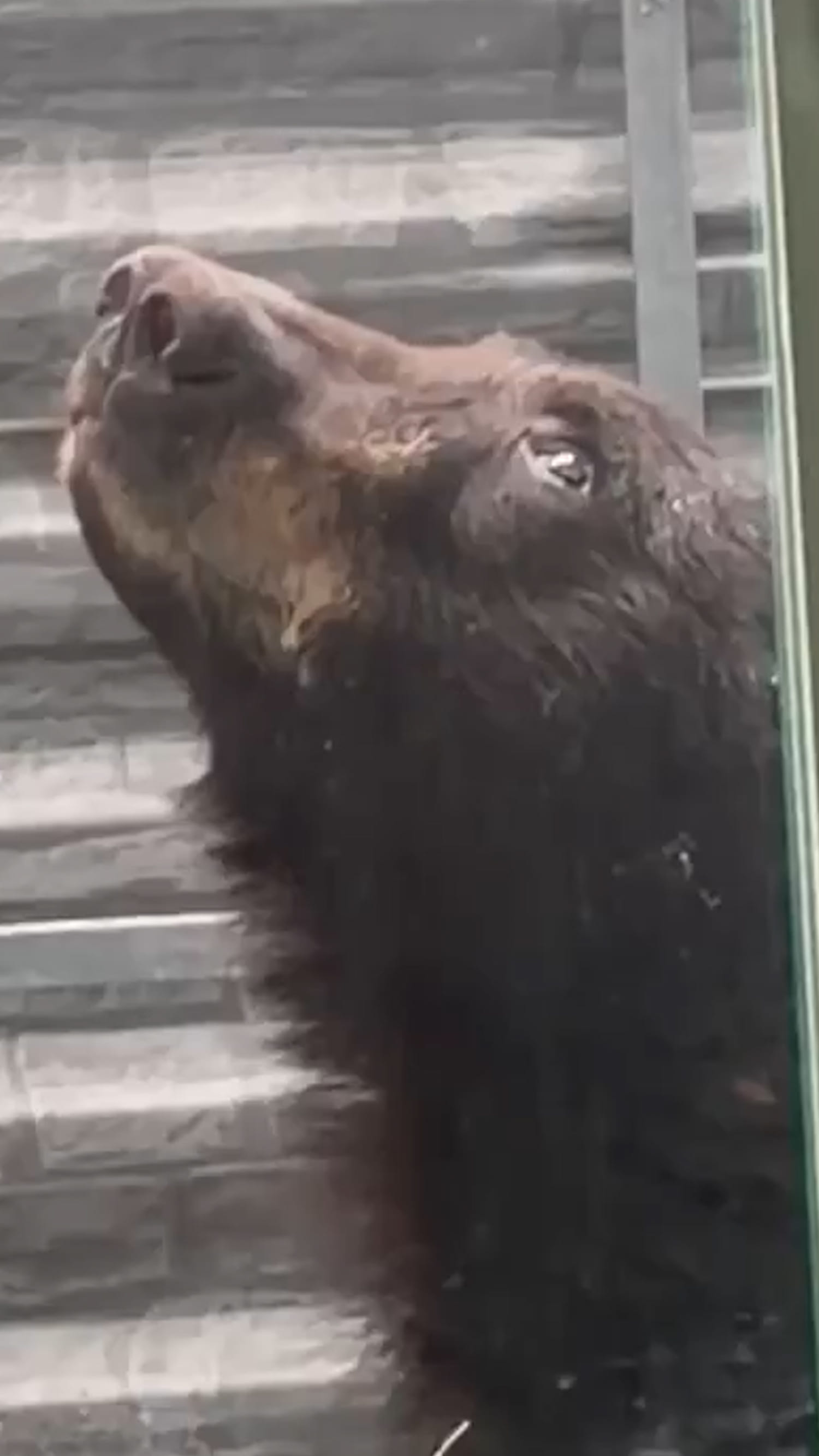 Black bear rescued from basement window well