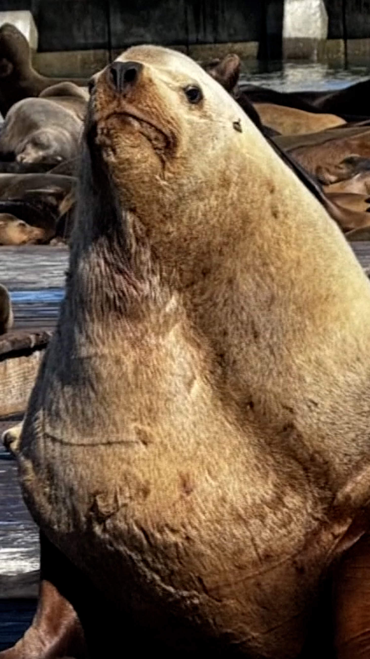 'Chonkers' the sea lion going viral in San Francisco