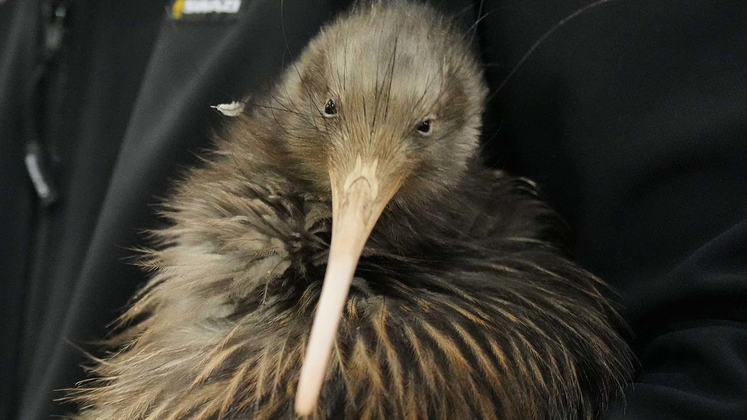 Kiwi birds are reintroduced around Wellington after more than a century away