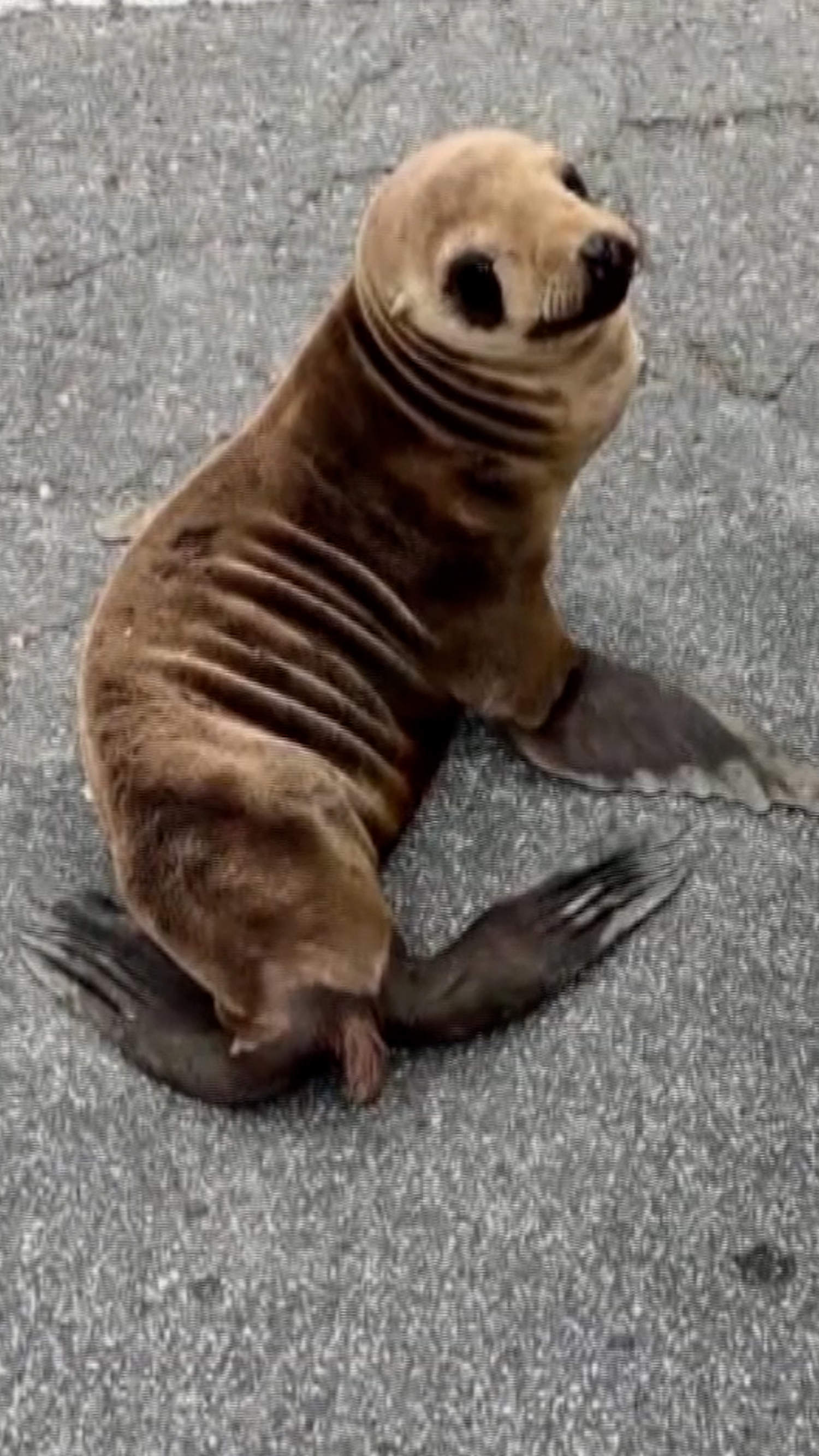 Baby sea lion found wandering near Bay Area highway