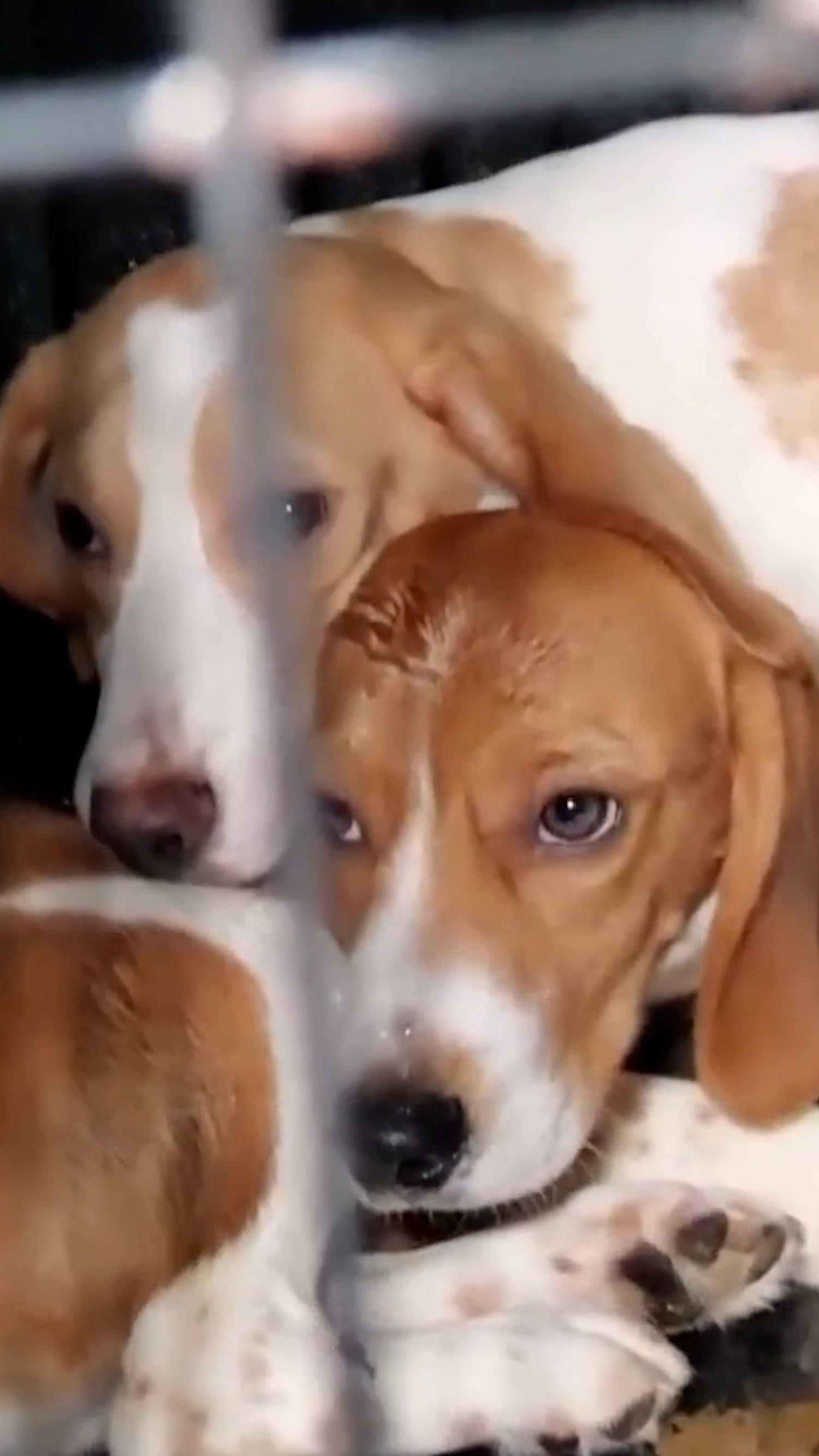 1,500 beagles rescued from Wisconsin research facility