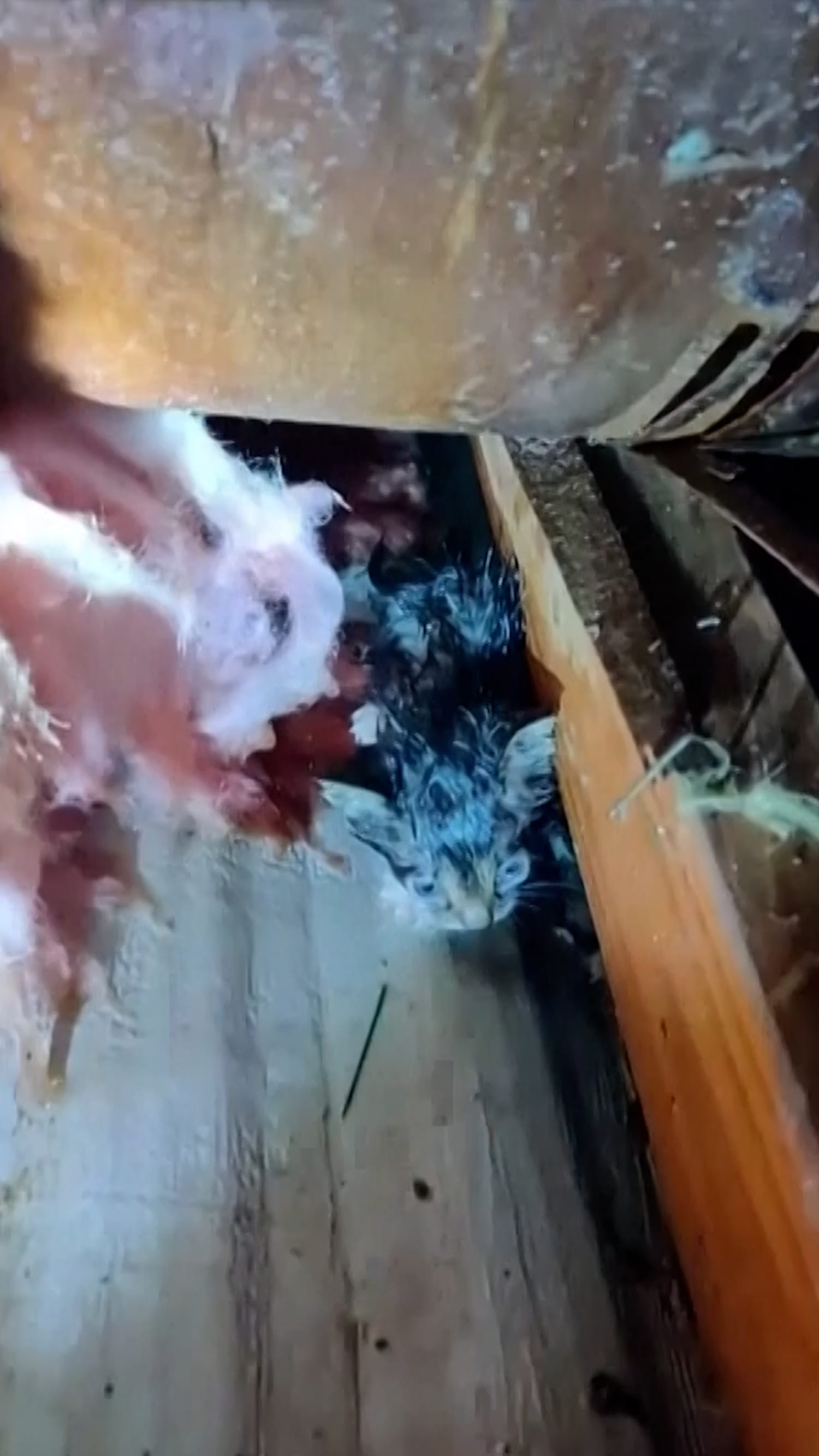 Kitten rescued after Mississippi tornado