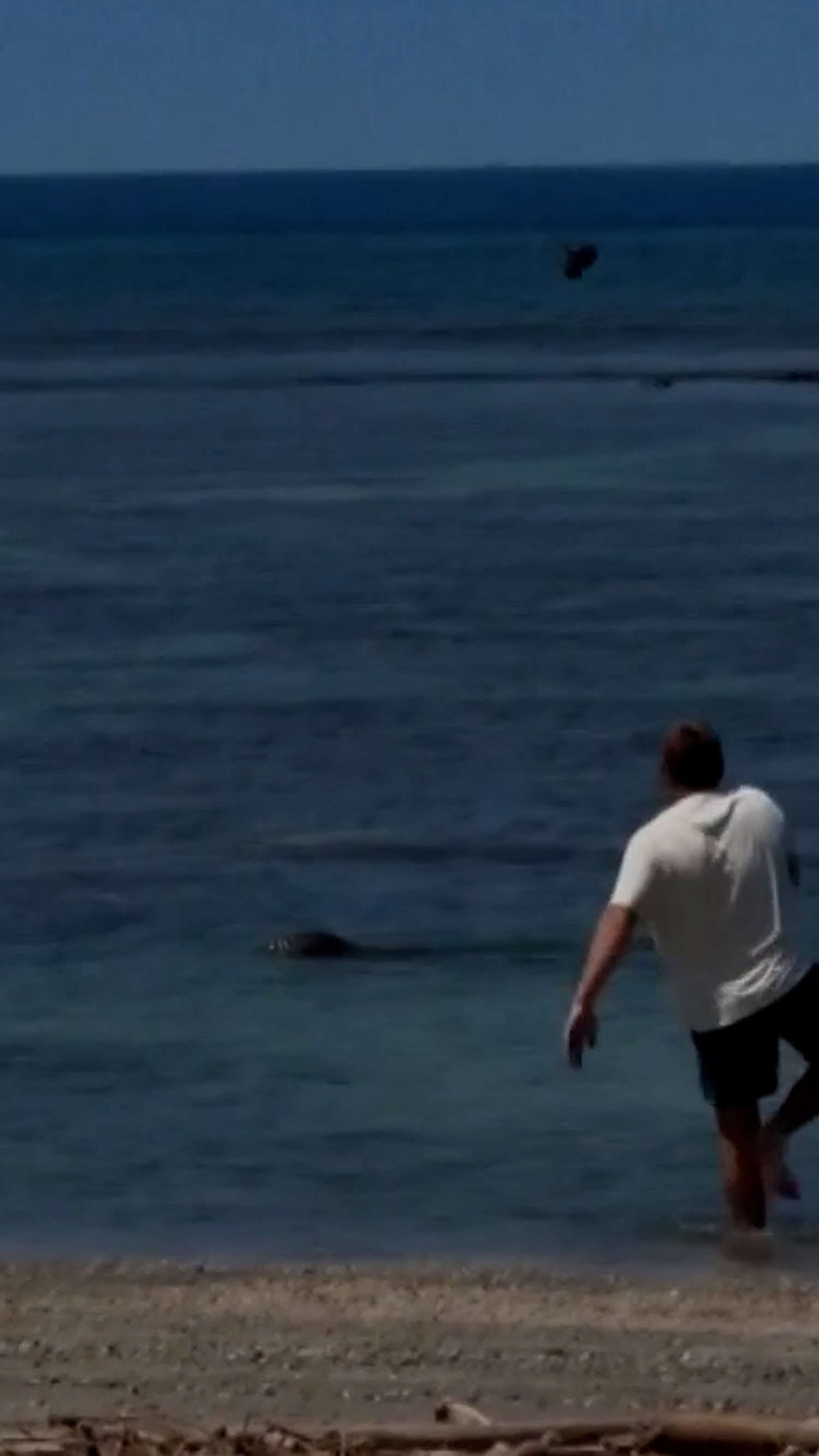 Man throws rock at endangered monk seal in Maui