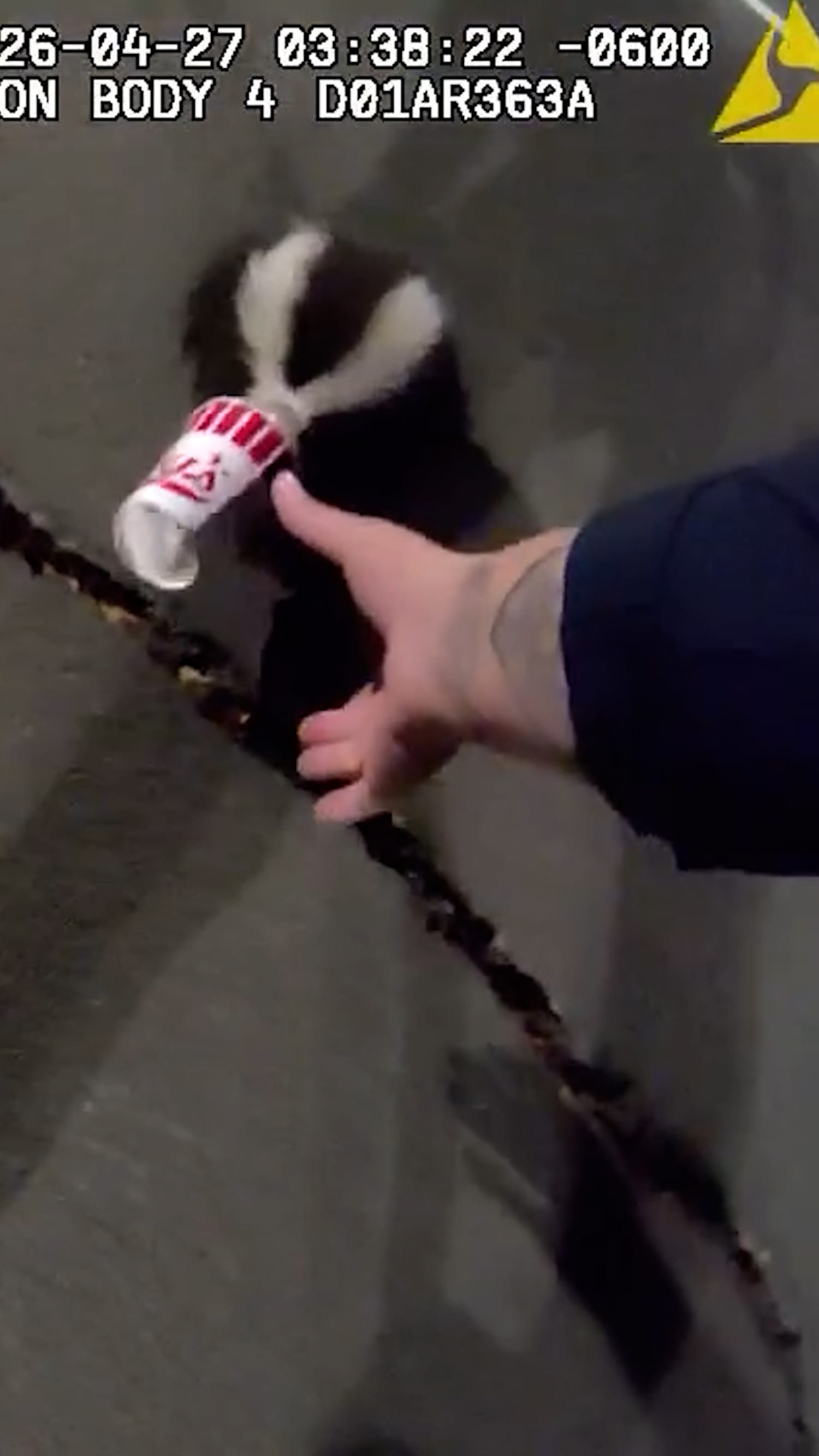Colorado officer removes cup stuck on skunk’s head