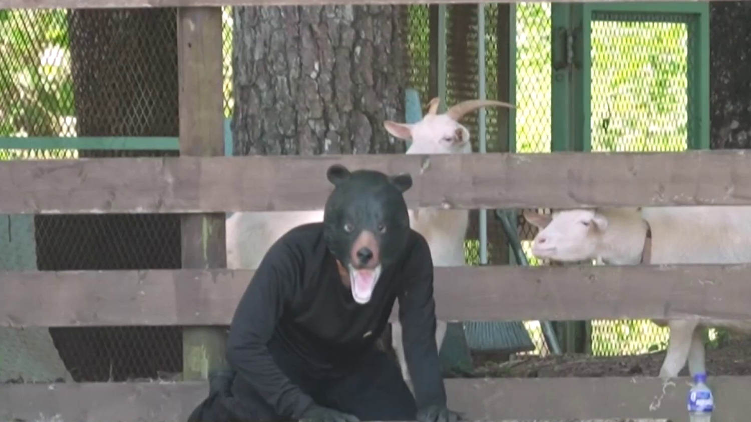 Japan holds bear-suit drill amid surge of bear attacks and sightings