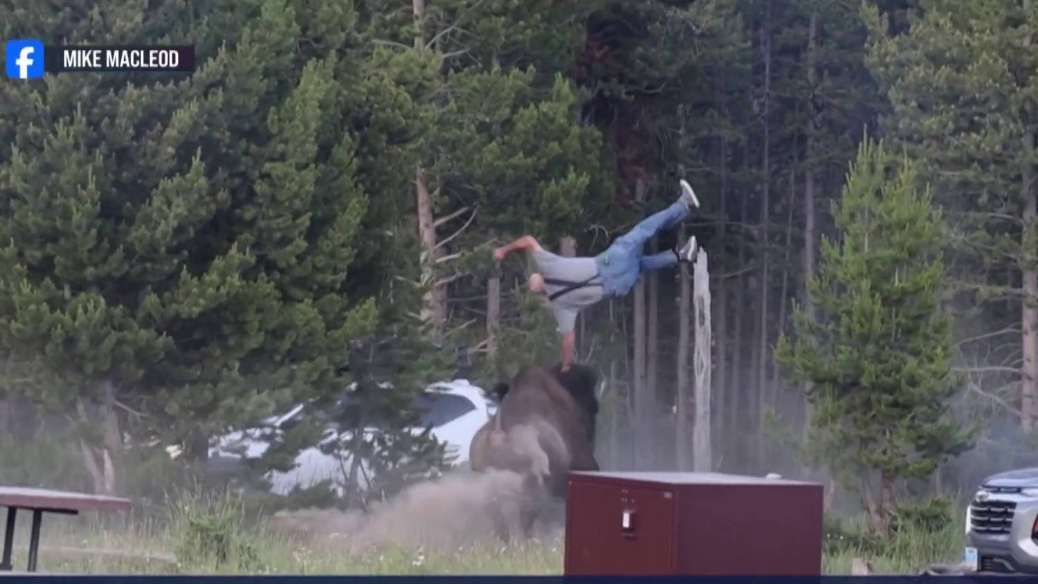 Man hospitalized after bison charge sends him flying at Yellowstone
