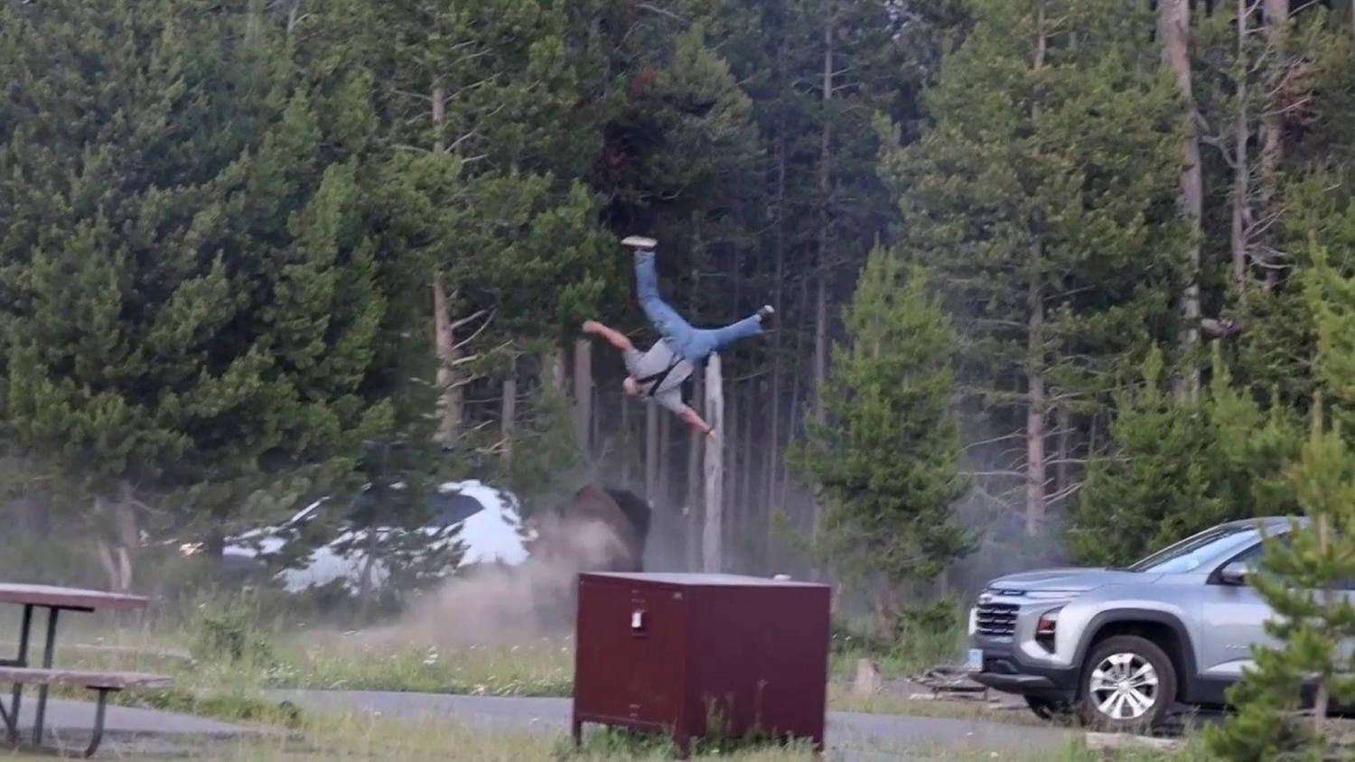 Video: Massive Bison Attacks Tourist at Yellowstone National Park