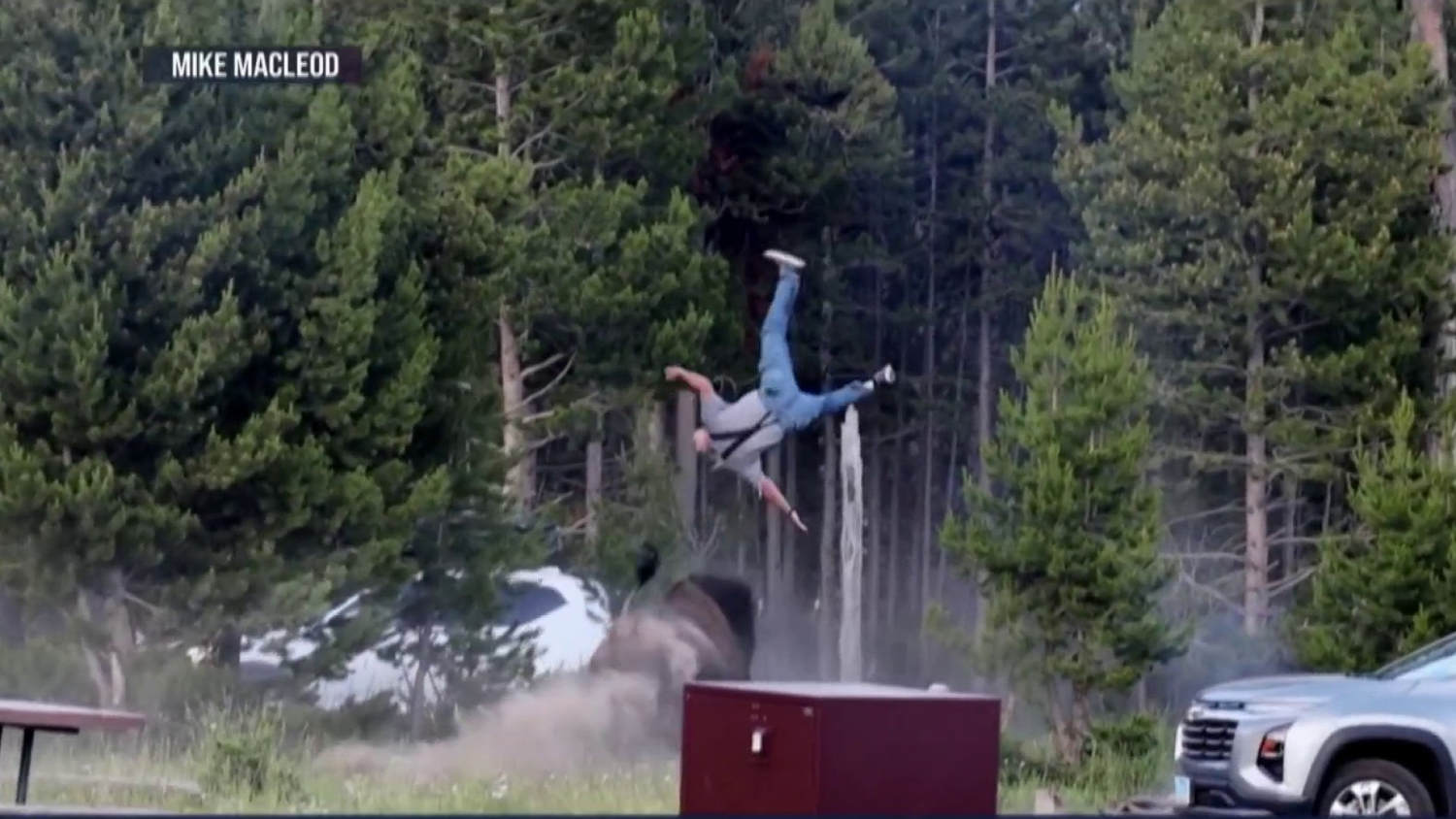 Bison rams grandfather in Yellowstone Park, knocking him metres into the air - image 7