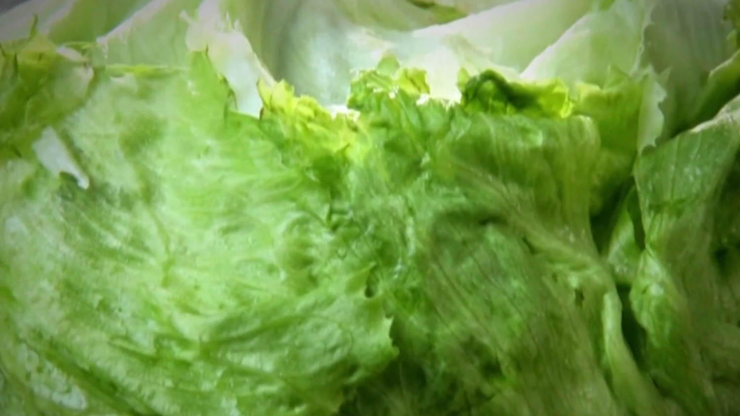 Cyclospora outbreak from tainted lettuce served at Taco Bell expands​Cyclospora outbreak from tainted lettuce served at Taco Bell expands 