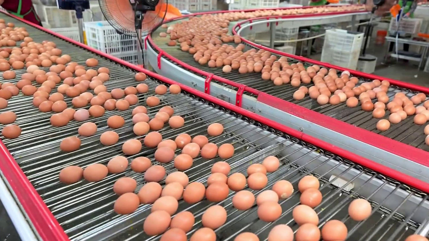 Cyclospora Outbreak Expands; Eggs Recalled Over Salmonella - image 1