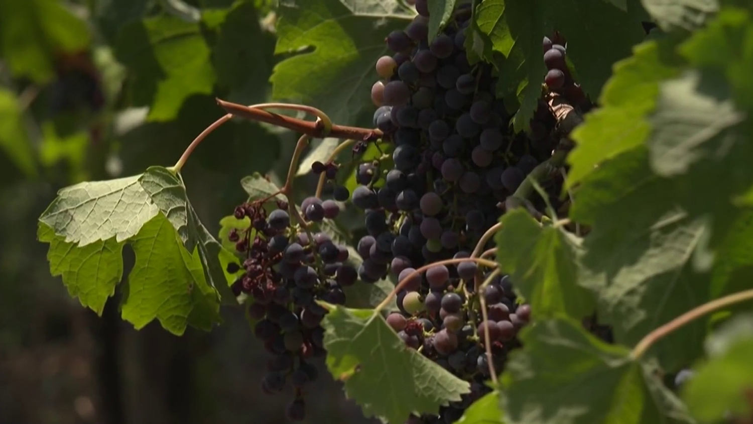 Wildfires near Bordeaux disrupt France's wine industry amid climate concerns