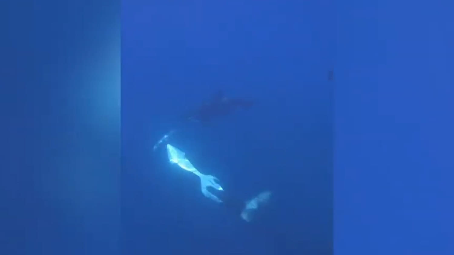Video shows an orca torpedoing toward a sunfish, blowing it into pieces