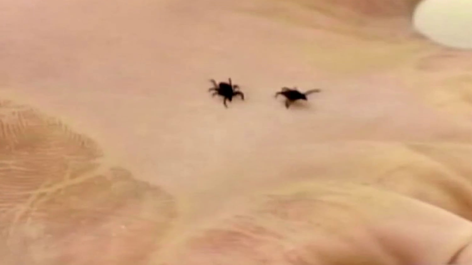 New CDC data reveals ticks have migrated south, possibly creating more risks for Lyme disease​New CDC data reveals ticks have migrated south, possibly creating more risks for Lyme disease 