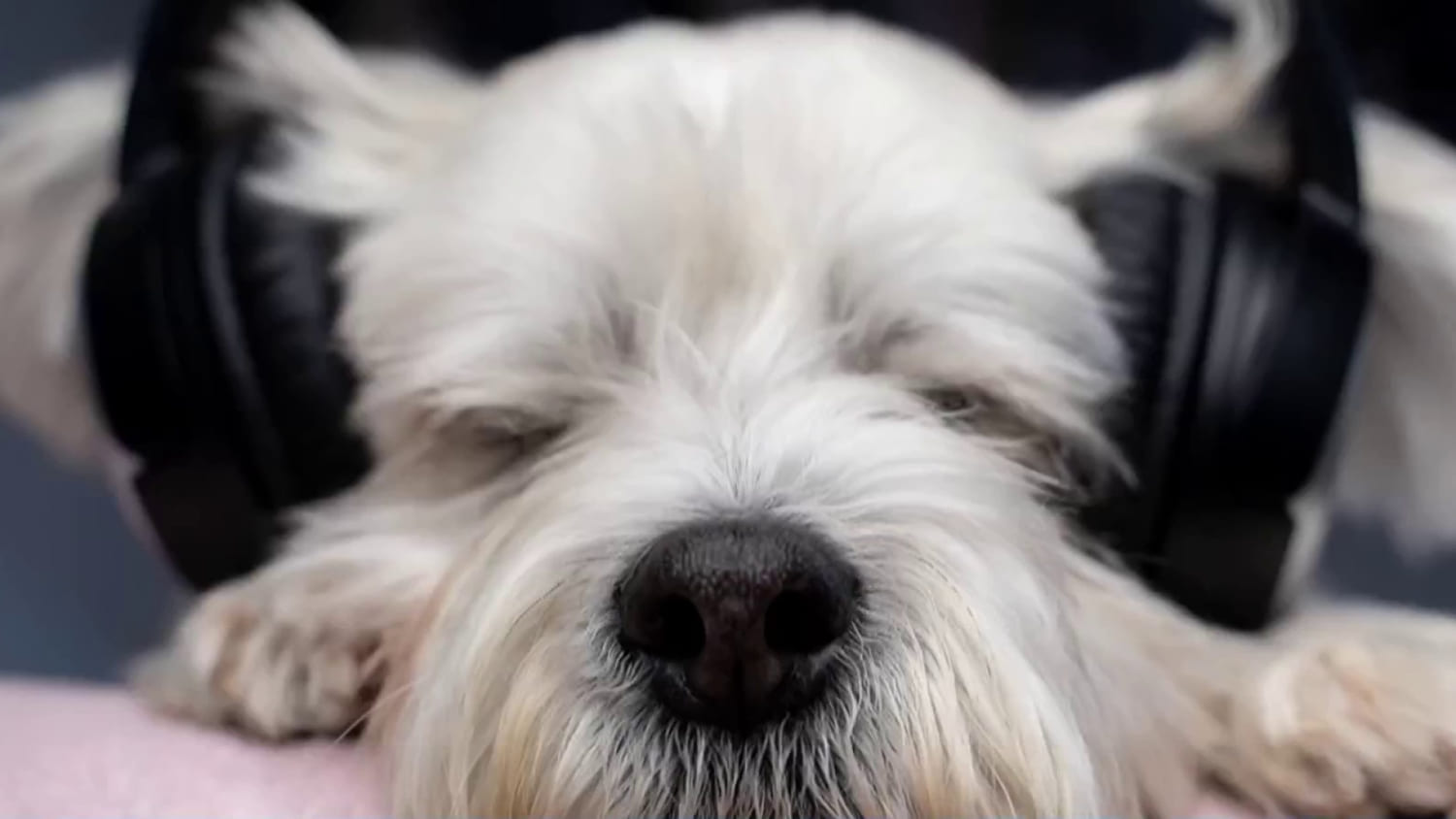 New study links dog owners’ music preferences with their pets’ habits​New study links dog owners’ music preferences with their pets’ habits 
