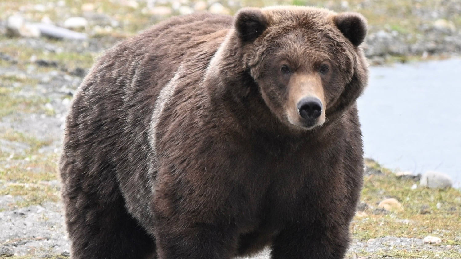 Backpack Wins Fat Bear Week: The Cute Story Behind His Name