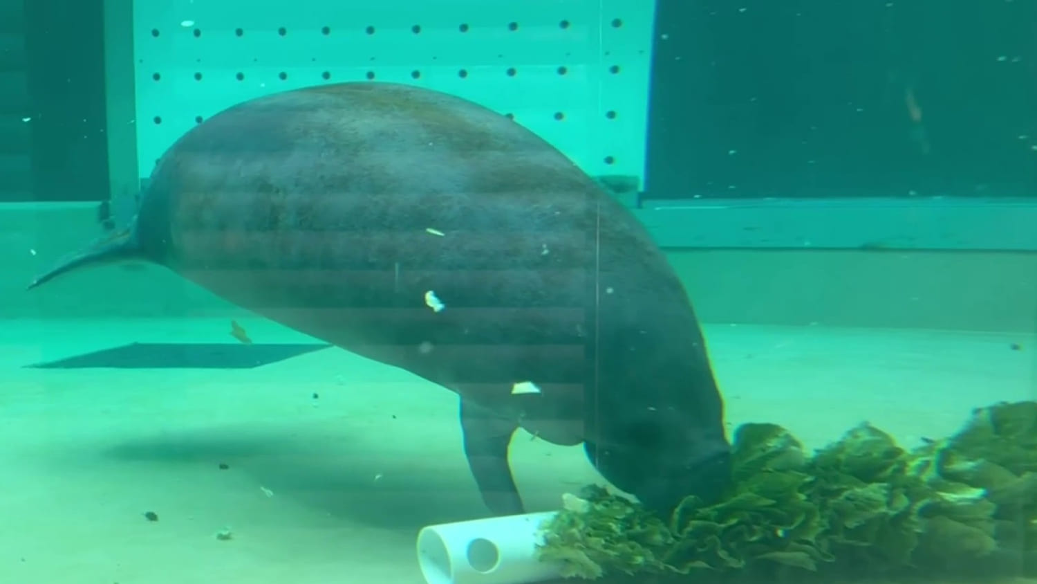 Cuban-born marine biologist fights to save Florida's manatees
