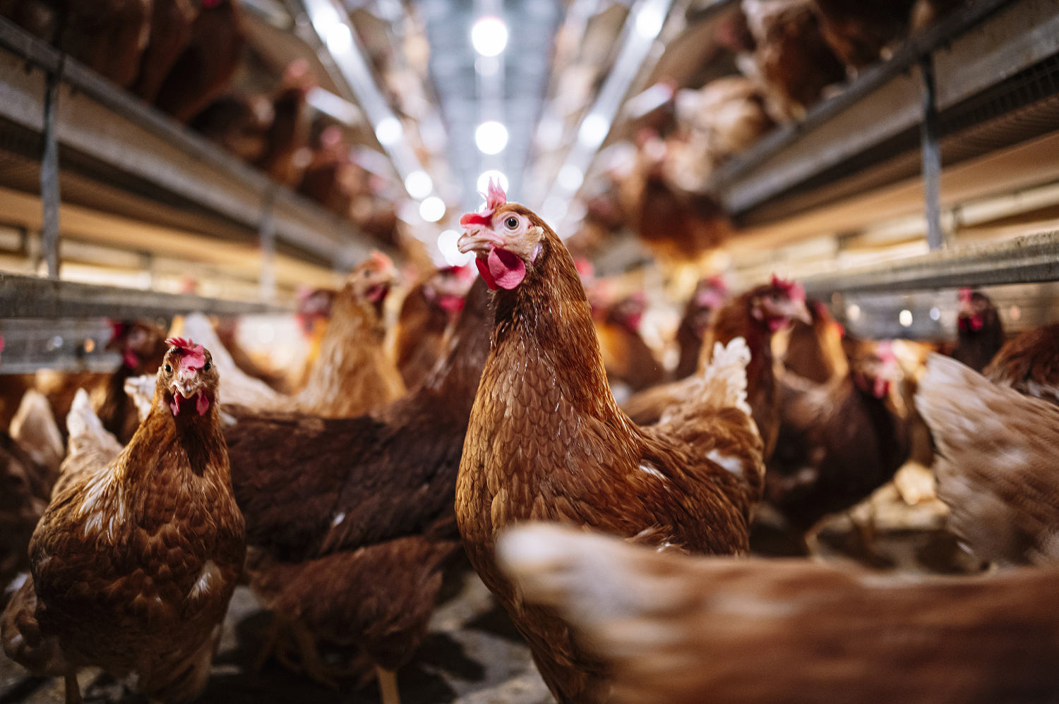 U.S. health officials confirm four new bird flu cases in Colorado poultry workers   