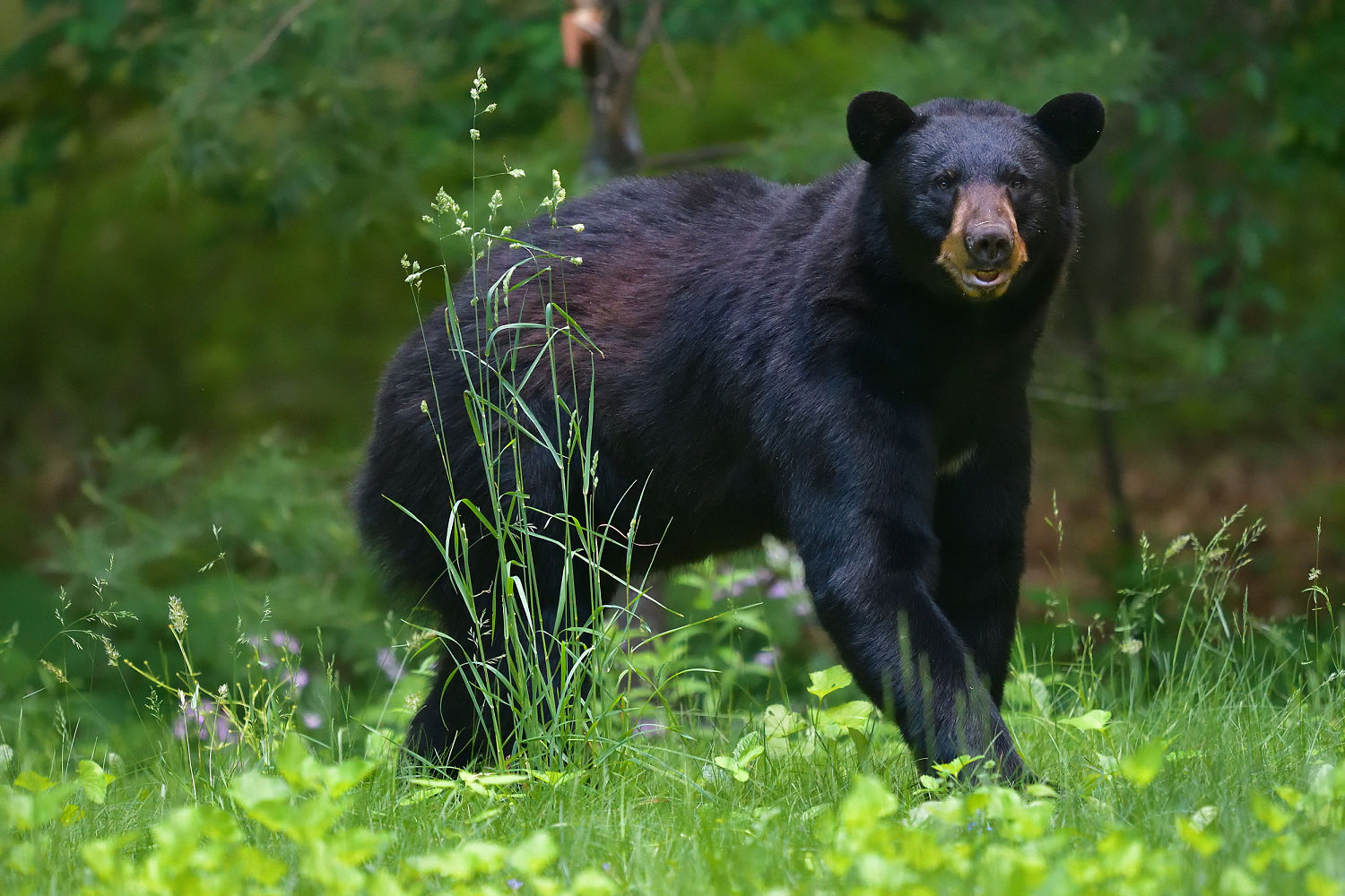 Black bear and 3 cubs attack man after they break into his Colorado home