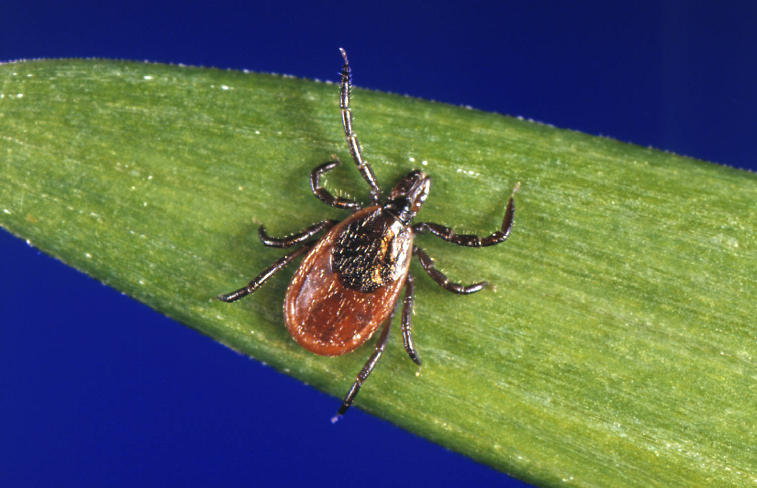 A meat allergy caused by ticks may be popping up in new parts of the U.S.