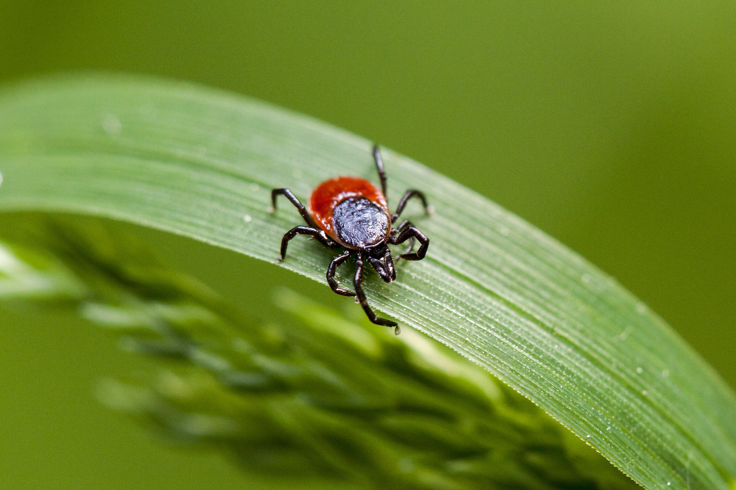 Rare type of Lyme disease found for the first time in New York