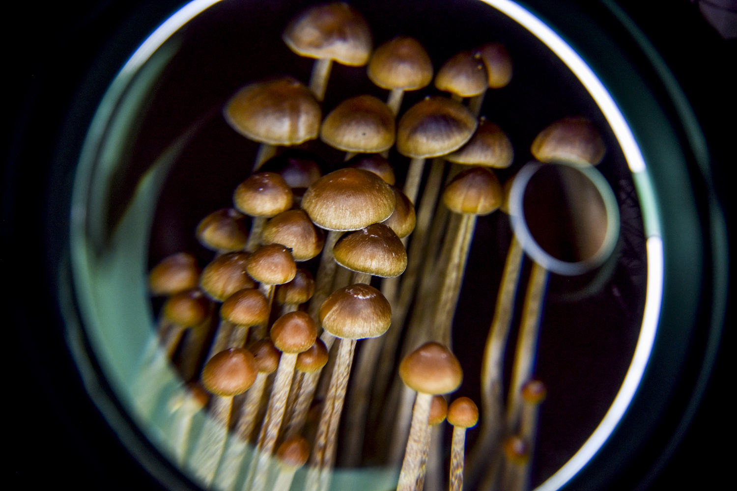Science gets closer to understanding how a psychedelic trip changes the brain