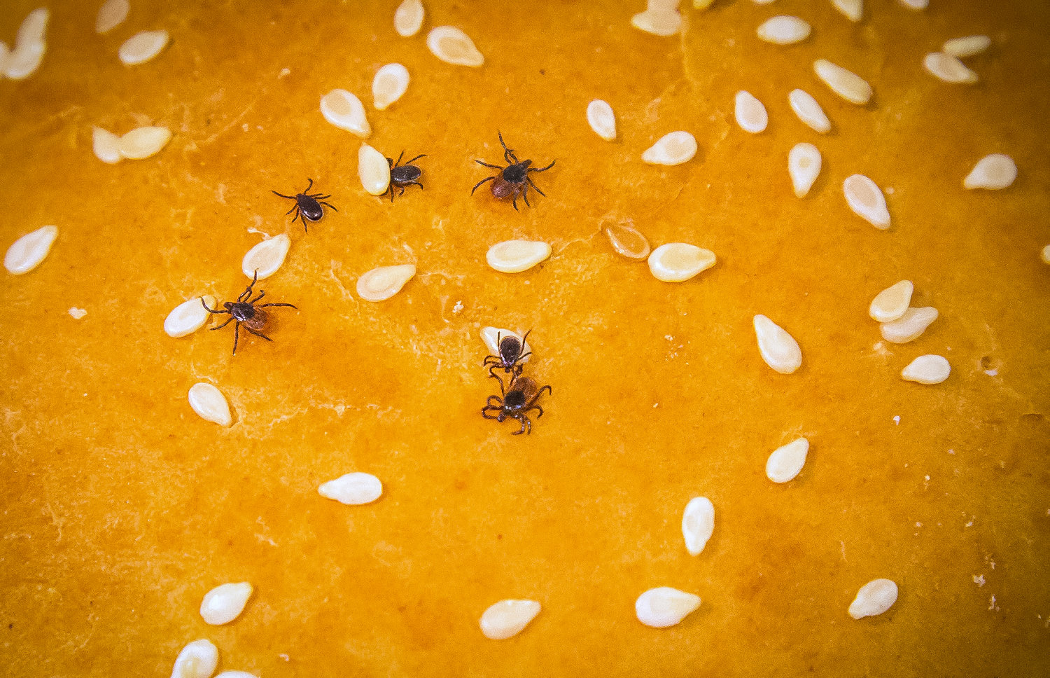 Why are tick bites sending so many people to the emergency room this summer?
