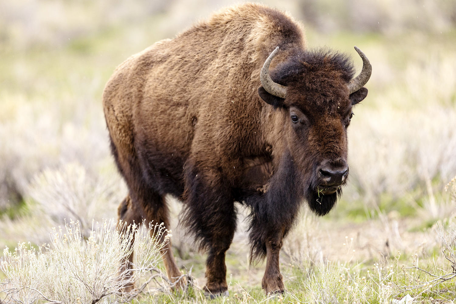 Man accused of kicking bison at Yellowstone is arrested on alcohol charge