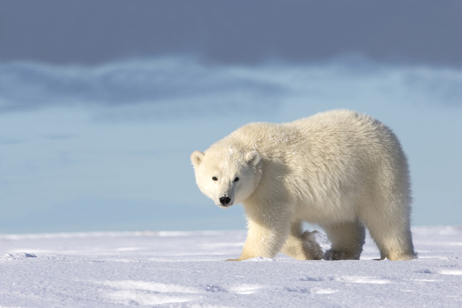 A man 'leapt' onto a polar bear to protect his wife during rare attack in Canada