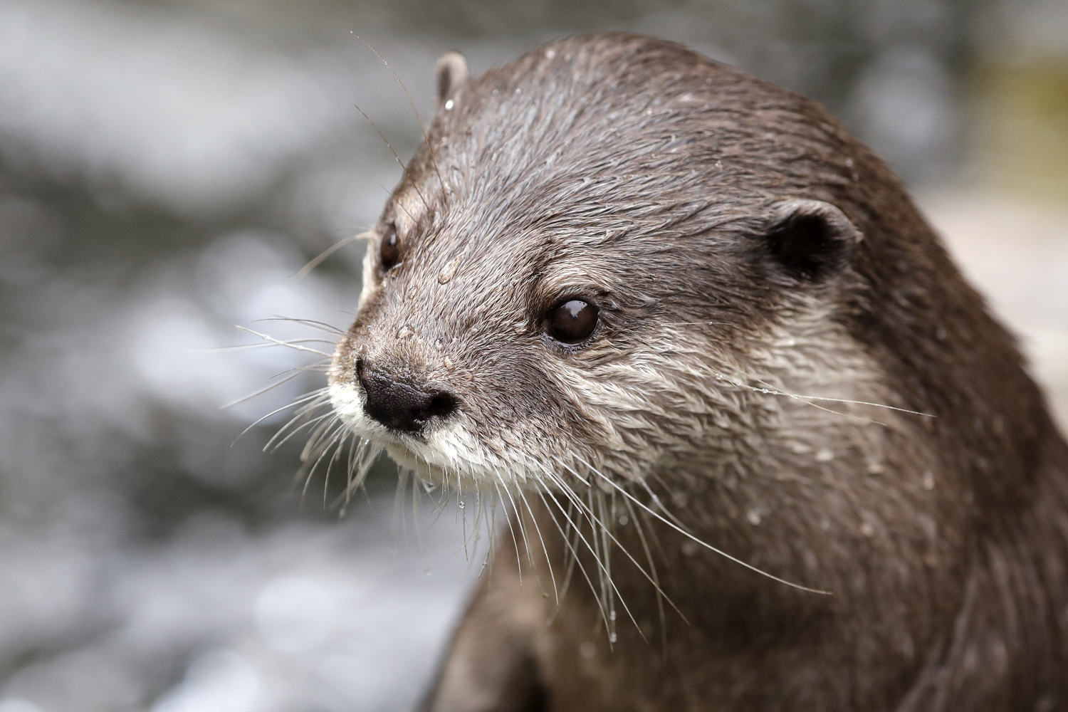 ‘They wanted to kill me’: Swimmer says otters bit him 12 times in California lake
