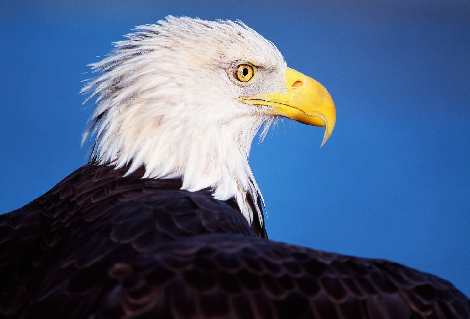 2 men charged in 'killing spree' of over 3,000 birds, including bald eagles, in Montana 