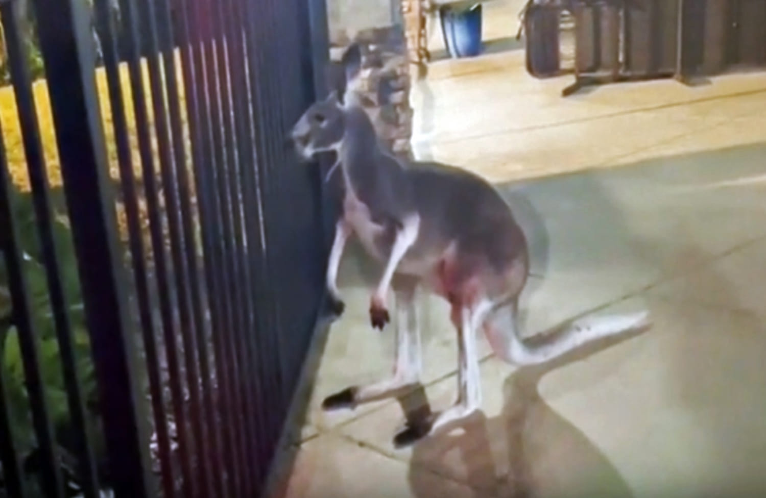 Kangaroo caught hopping around Florida apartment complex