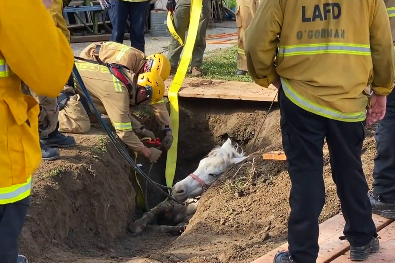 Crews rescue horse named 'Lucky' from sinkhole in Los Angeles