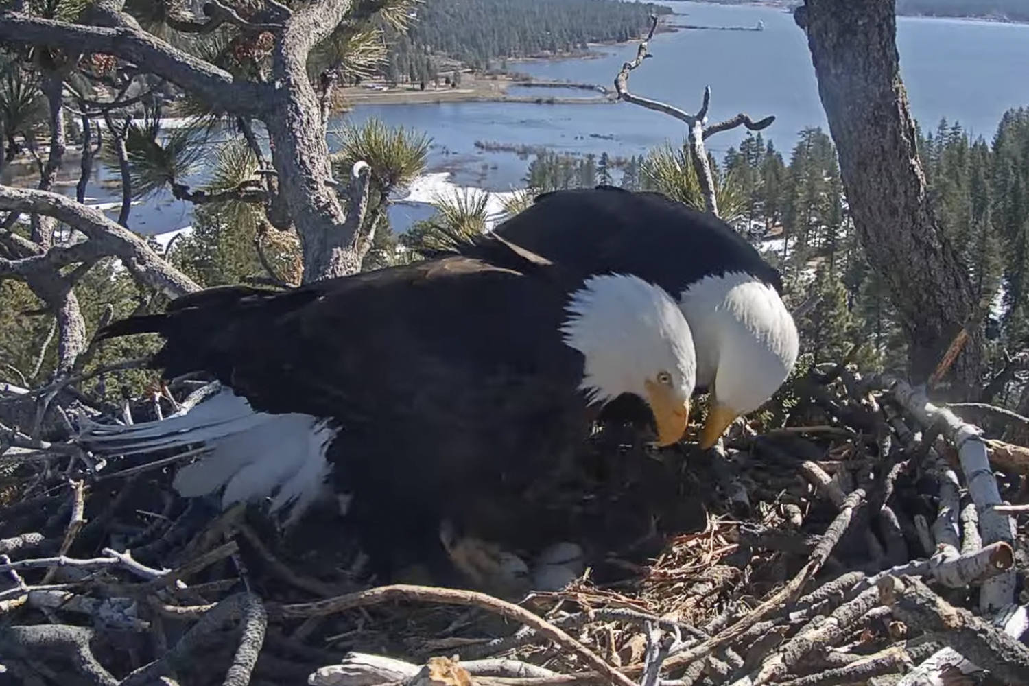 Hatch watch: Bald eagle chicks expected to emerge on livestream from Southern California mountains