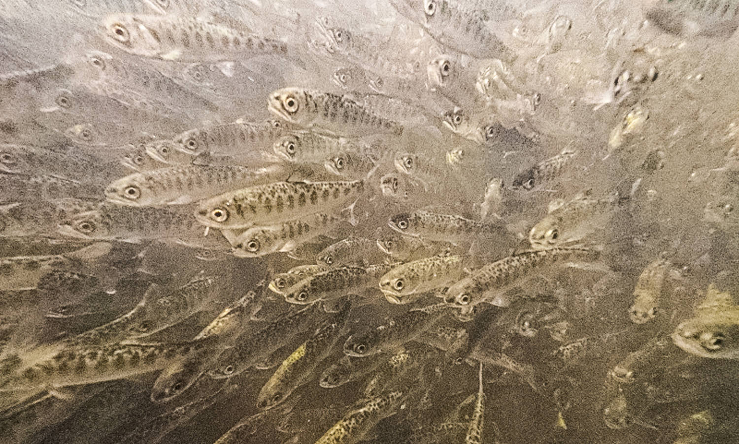 Large number of 830,000 salmon fry die after released into California river