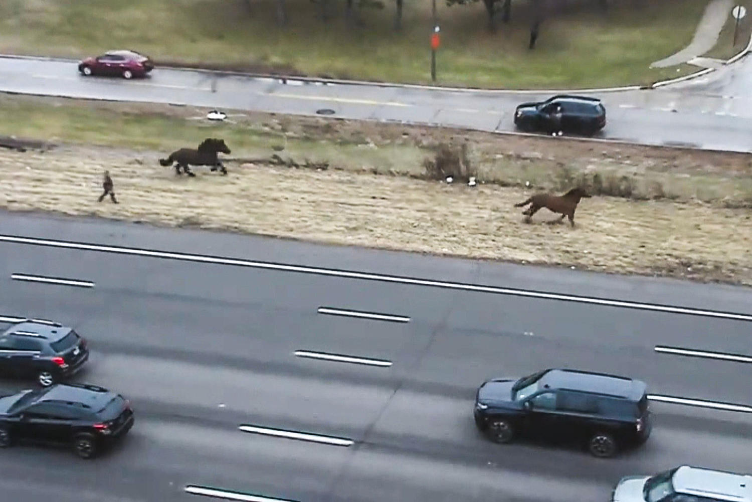 Video shows 2 Cleveland police horses on the lam causing traffic jam on I-90 