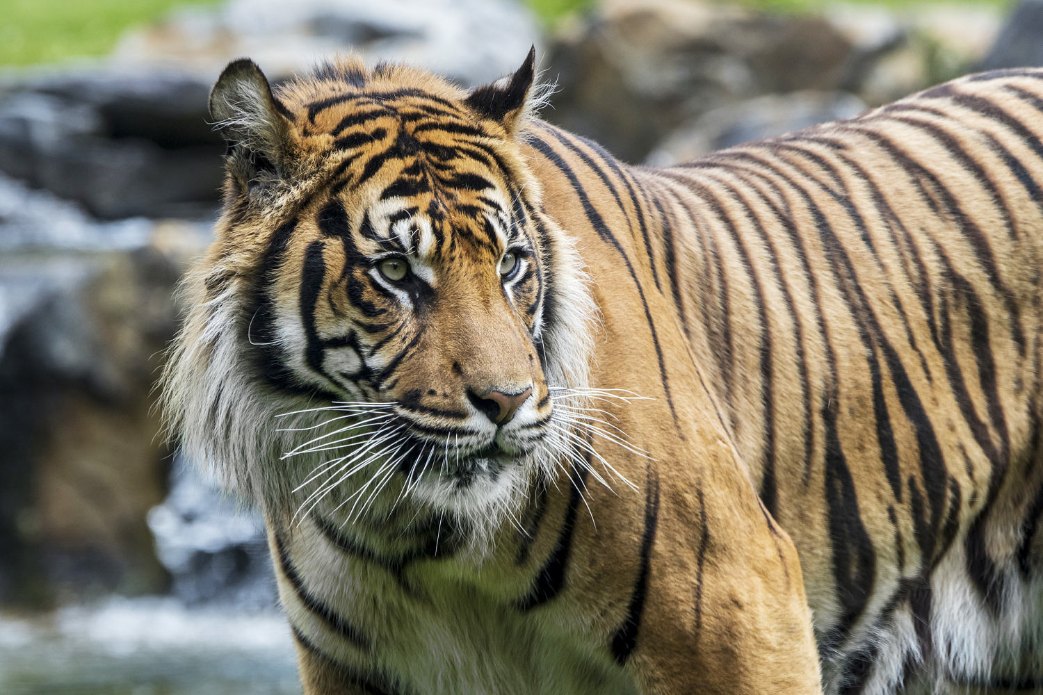 Indonesia seeks more proof that Javan tiger may no longer be extinct