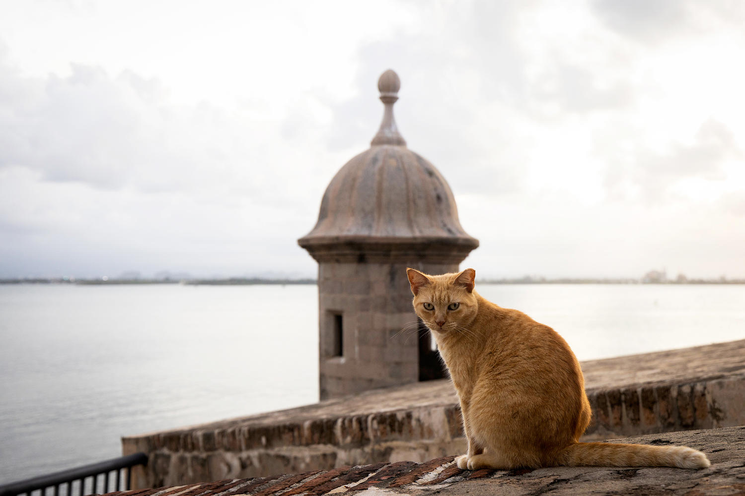 National Park Service sued over plan to remove Puerto Rico’s famous stray cats