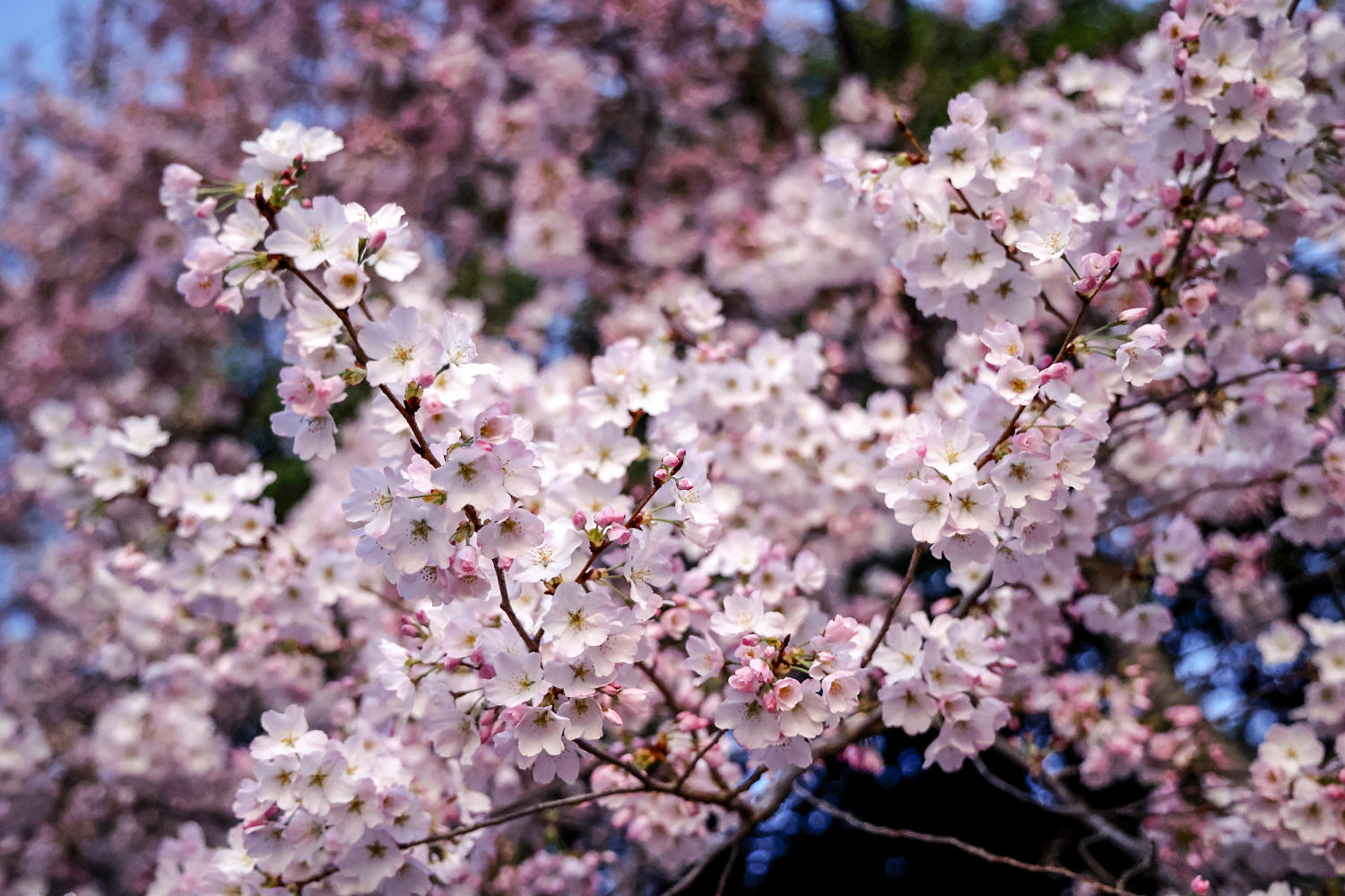 Japan gifts 250 new cherry trees to D.C., replacing those to be removed for repairs