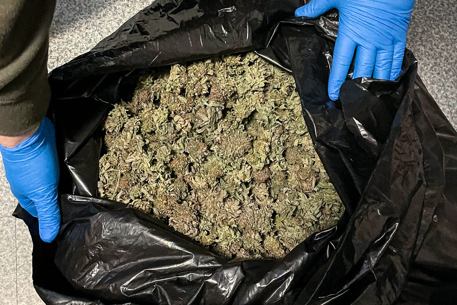 Marijuana grow busted in Maine as feds investigate trend in 20 states