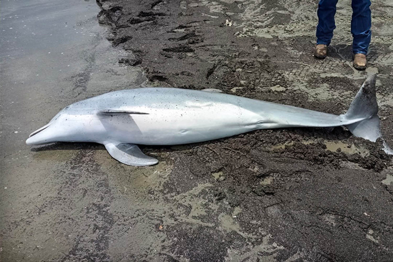 Dolphin dead after being repeatedly shot in Louisiana, $20,000 reward offered for info