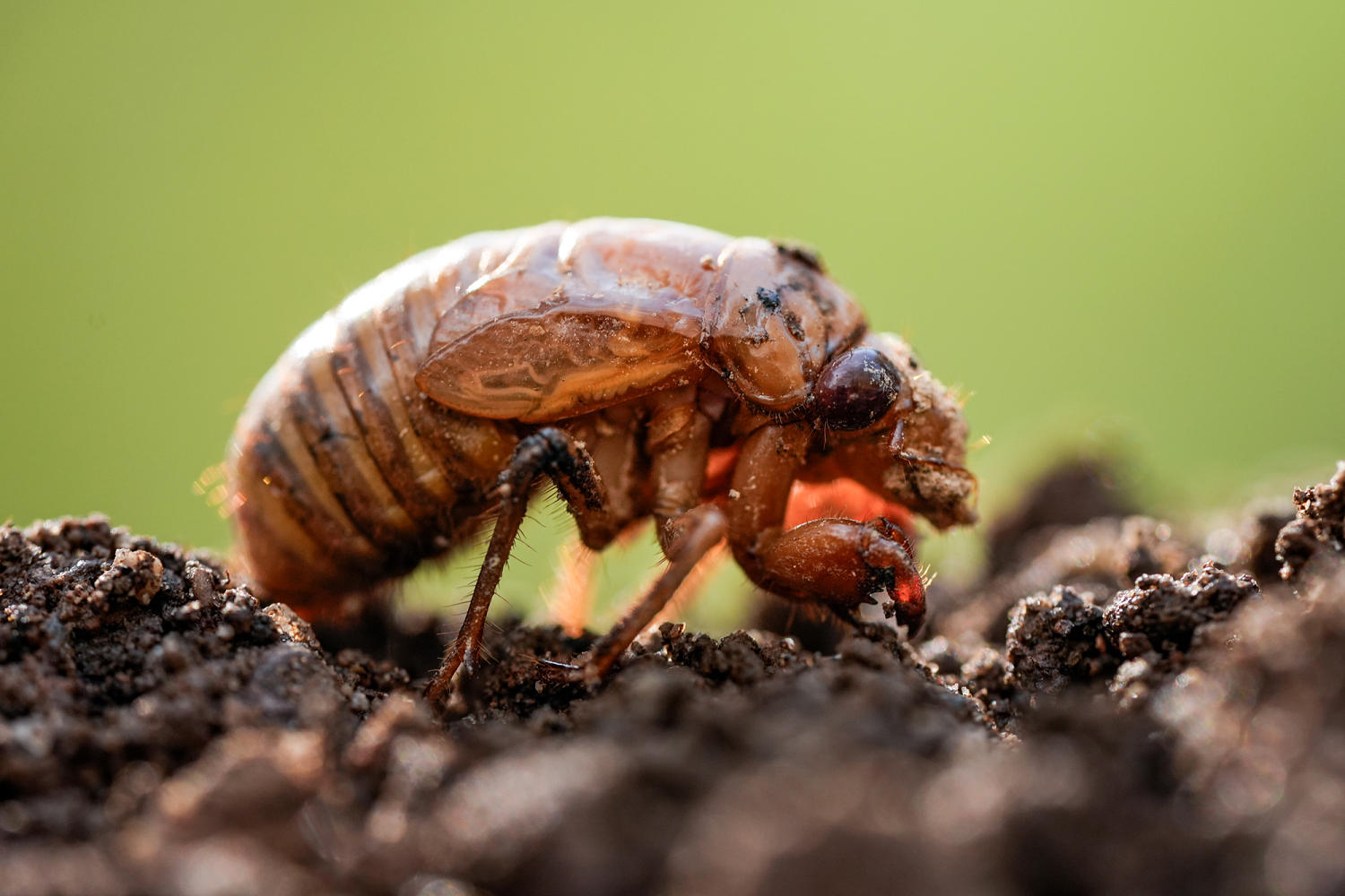 For cicadas, it's safety in numbers. Is climate change throwing off their timing?