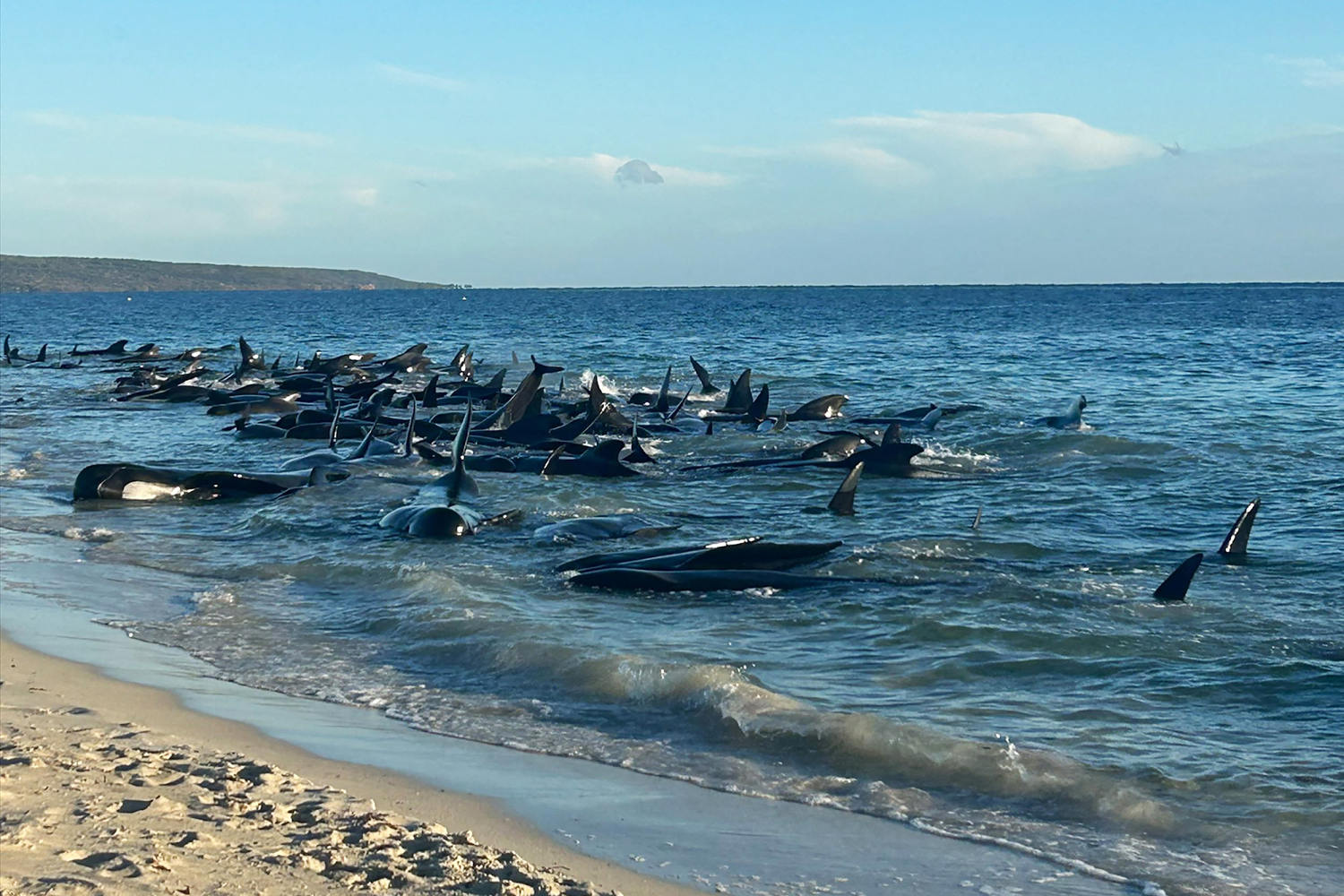 More than 100 pilot whales are rescued after being stranded in Western Australia