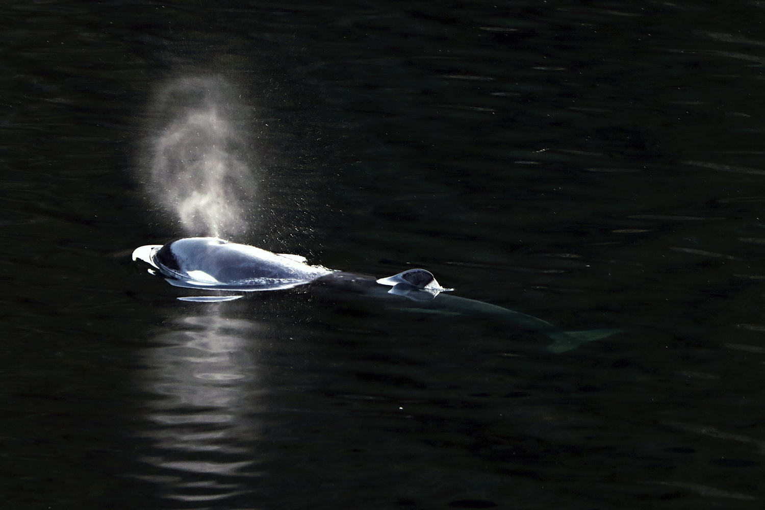 Orca calf swims out of Canadian lagoon where it had been trapped more than a month