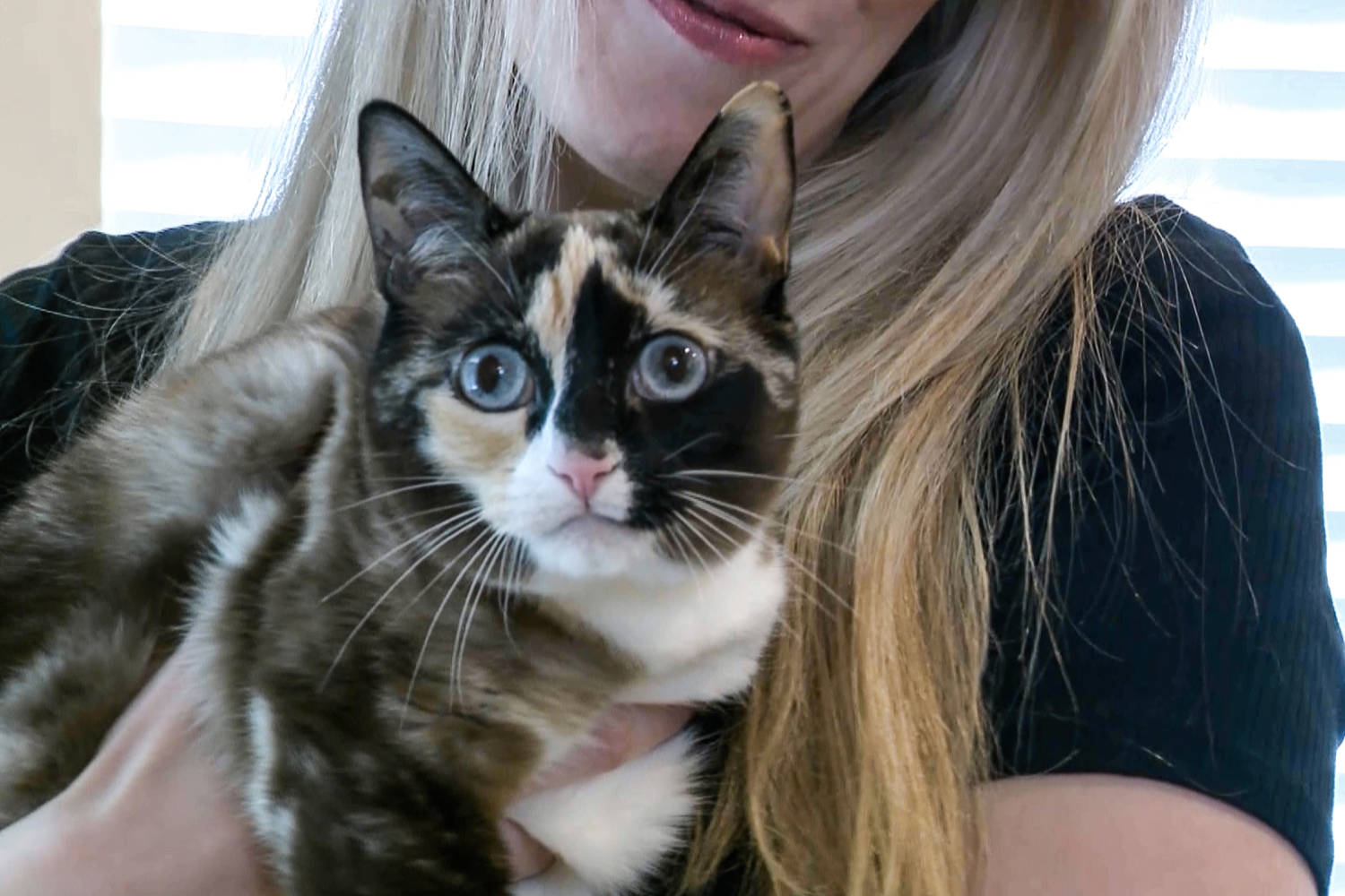 Utah cat found in Amazon warehouse a week after sneaking into a return box